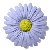  Hyperthyroid daisy in full summer bloom